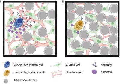 Frontiers | In Good Times And In Bad: How Plasma Cells Resolve Stress ...